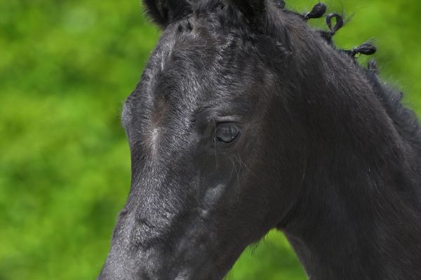 Panamarenko van Paebroek Z