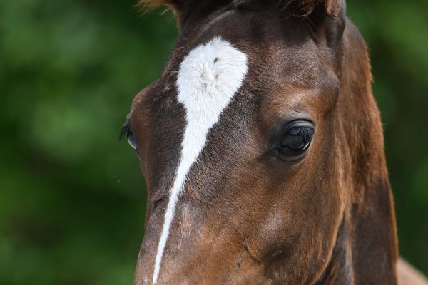 UNISTAR VT HOFVANDORSLAER Z