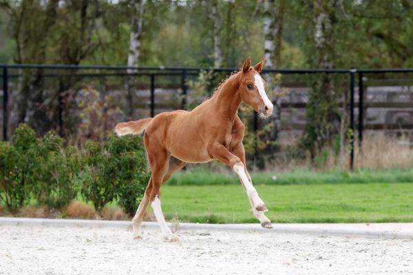 Estelle vd Rollebeek Z