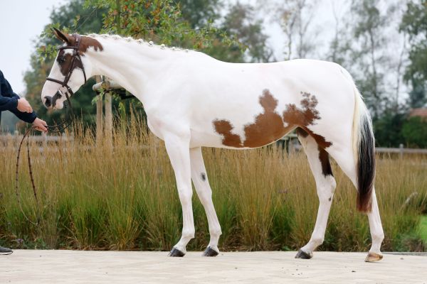 Emerald Wave OL - Model