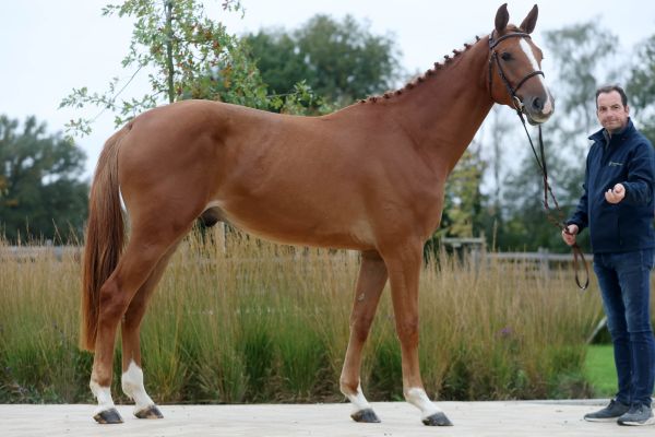 Enzo vd Rollebeek Z - 3