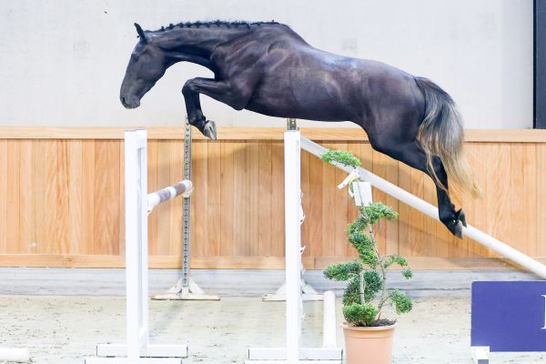 Quatar HM du Menil - 2