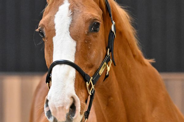 KARTOUSKA VAN DE PIETAKKER - 3