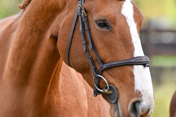 TRAMONTANA DI GIOIA - 2