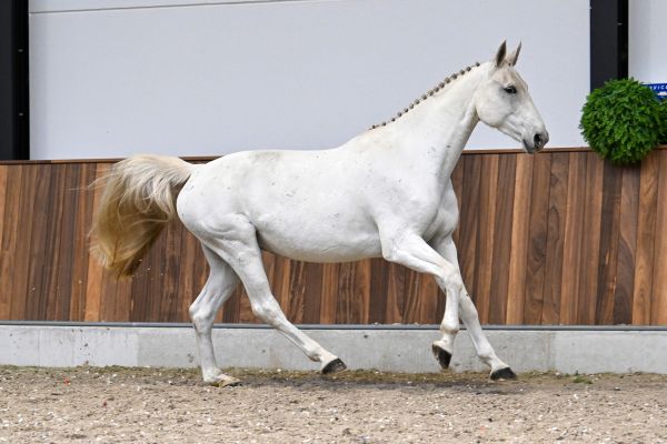 As Cold as Ice Alpha Z - 3