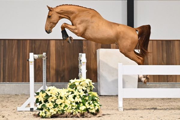 Chacondro-P van Kattenheye Z - 4