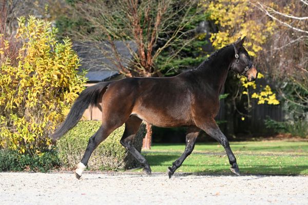 Ibiza de Beaufour - 1