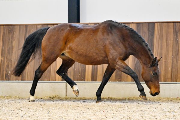 Nikita van het Leliehof - 4