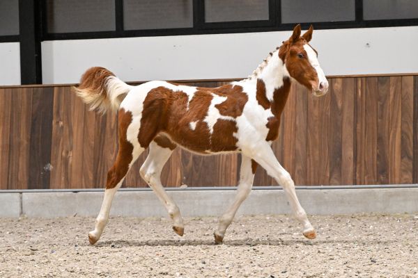 Jolly Jumper AV Z - 4