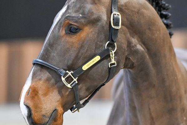 Harvey vd Berghoeve Z - 2