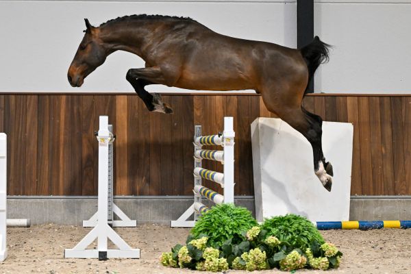 William di Jonella - 5