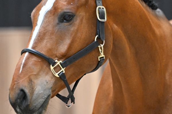 Nic Nac van Spalbeek Z - 2