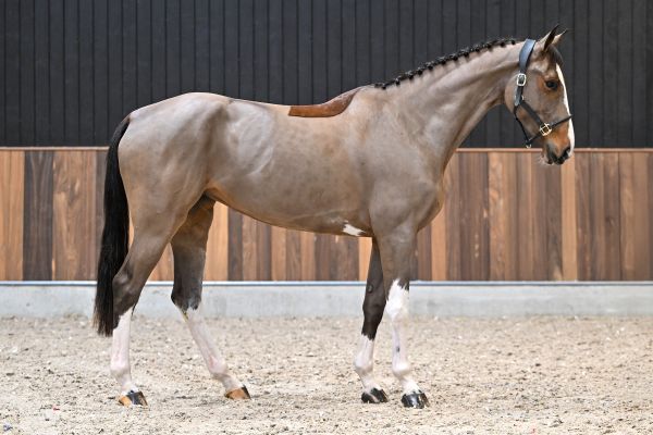 Ultra Class de Septon