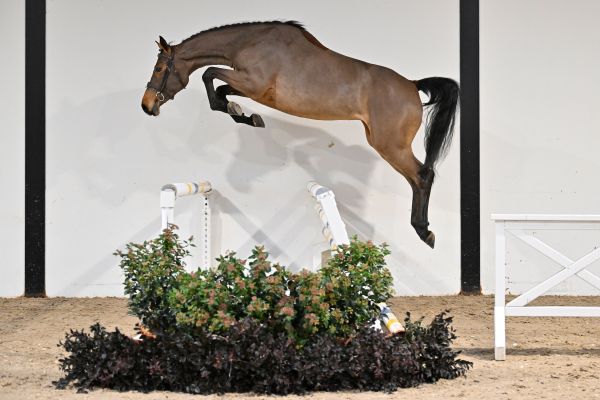 Caydine du Quesnoy Deresses Z - 1