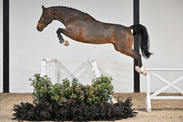 Quickly M du Caillou - 2