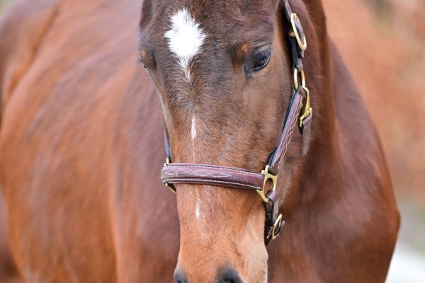Elise du Maillet Z - 2