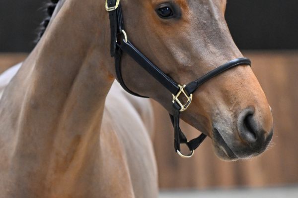 Condor Champ VR Z - 1