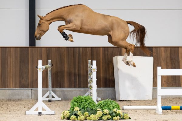 Dalhia du Maillet Z - 2