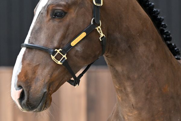 Equador van Koningshof Z - 1