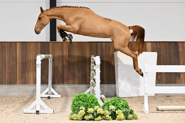 Miracle of Matisse RV Z - 2