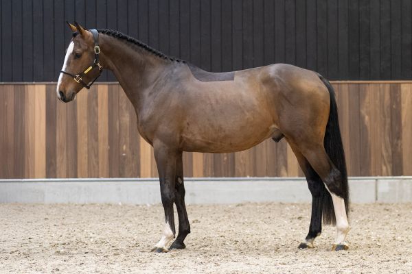 Wolf vd oude katzij - 3