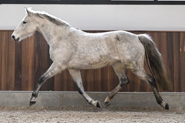 Limited Edition Z - 2