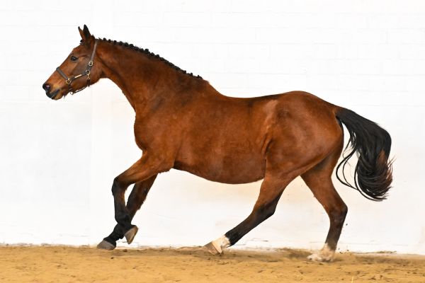 Gomina van de Donkhoeve - 3