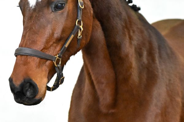 Orchidee van de Donkhoeve - 1