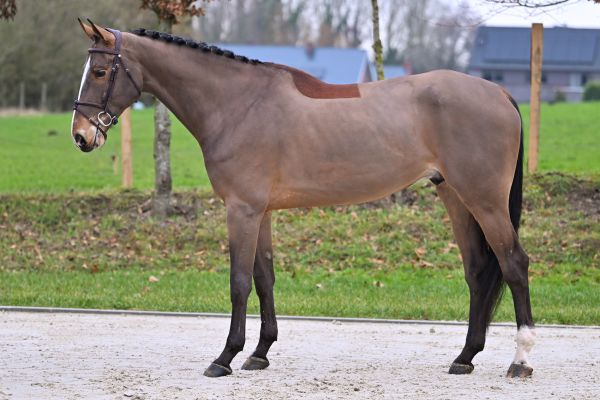 Toronto van het Lindehof 3