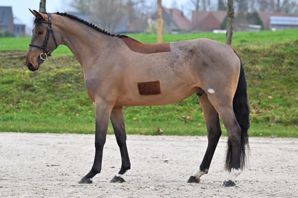 Bacardi vh Gebergte Z 3