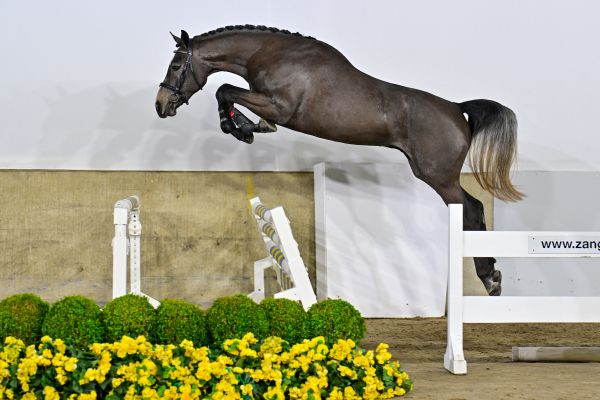 Aleppo Prinseveld DSC