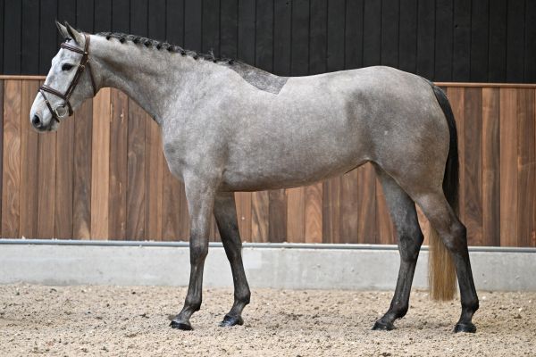 Jersey de Ponthual 3