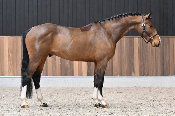 Q-pidon de la Belle-Croix 3