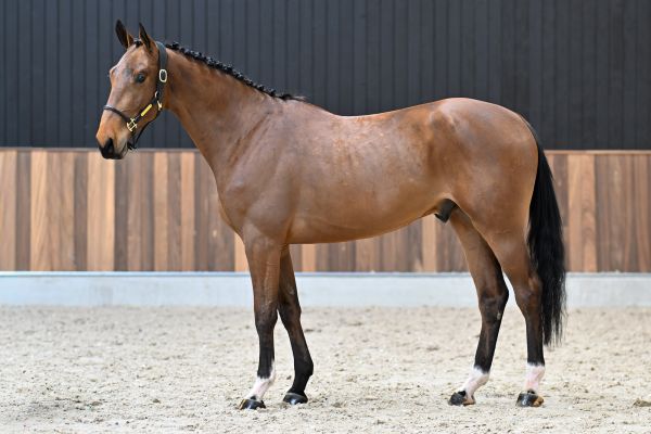 Applejack van de Zuuthoeve Z 3