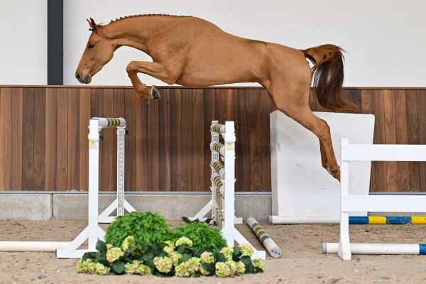 Argentina vd Withoeve 2