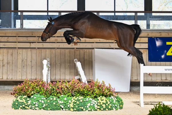 D&eacute;lire D'Anges Z