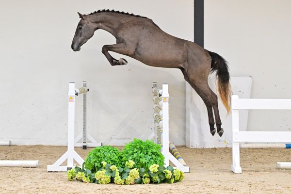 Cajun d&rsquo;archonfosse Z 2