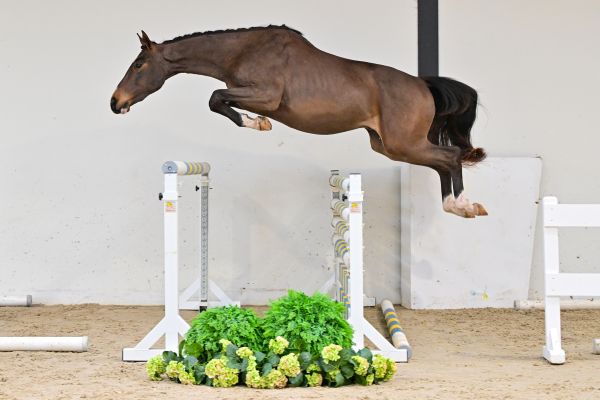 Rimrock de Bornival 2