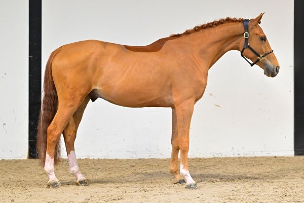 Crameur de la Jonquerelle 3