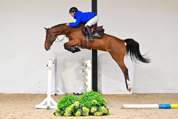 High Big Landa K Z under the saddle