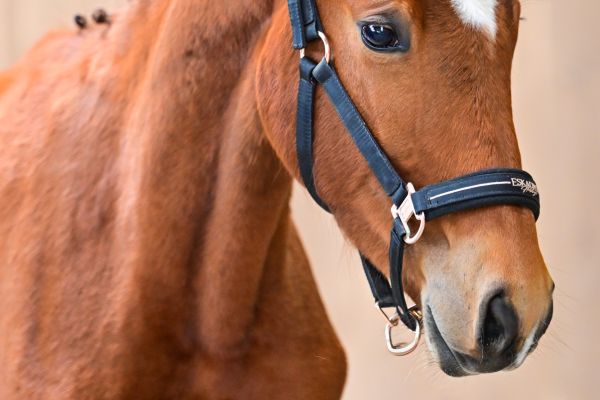 Bluesky de Quidray Z 1