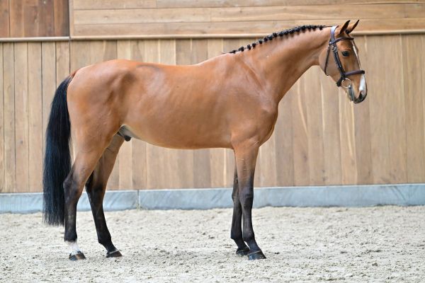 Chacco's Prins de Fradiliaus Z 3