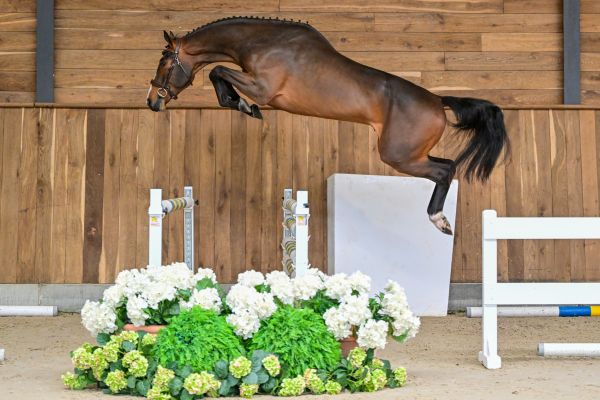 Delgado des Hauts Monceaux Z 2