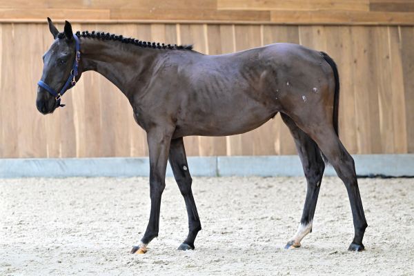 Tiny Tinker bell de la Dreve 3