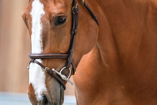 Enigma de la Marchette Z 1