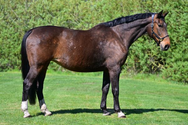 Agusta de L&eacute;au 2