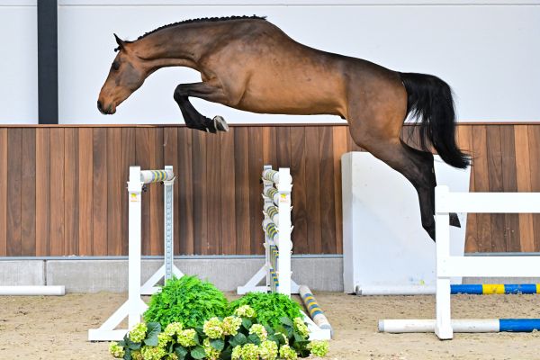 Chase vd Berghoeve Z 2