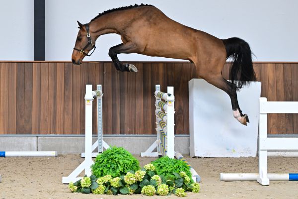 Caballo vd Berghoeve Z 2