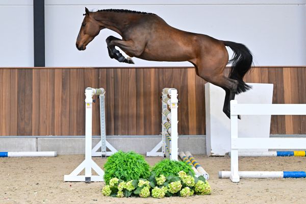 Nisir Olympic TD Z 2