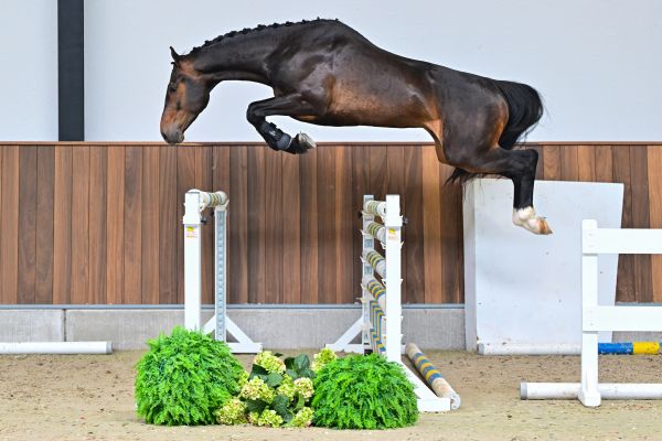 Ciro van de Kasteeldreef Z 2